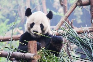 LAS > Nanning, China: $569 round-trip – Sep-Nov (Including Fall Break)