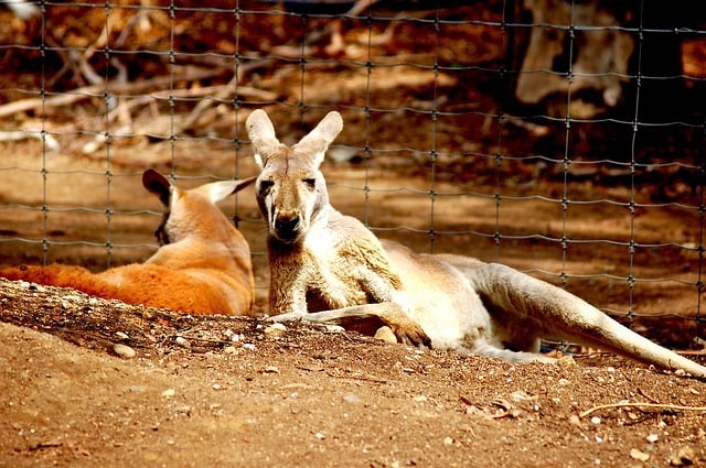 JFK > Melbourne, Australia: $715 round-trip- Oct-Dec