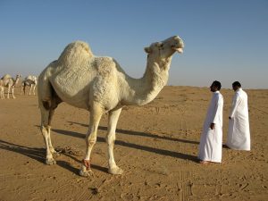 ORD > Jeddah, Saudi Arabia: $573 round-trip – Oct-Dec