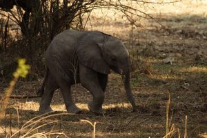 STL > Lusaka, Zambia: $1280 round-trip – Dec-Feb